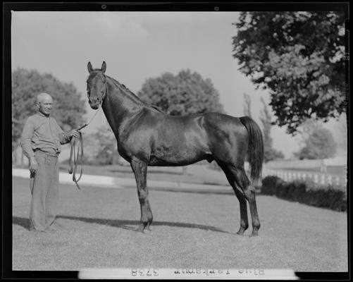 Blue Larkspur; horse standing broadside