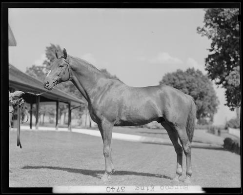 Burgoo King; horse standing broadside