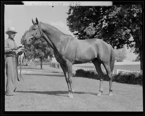 Burgoo King; horse standing broadside