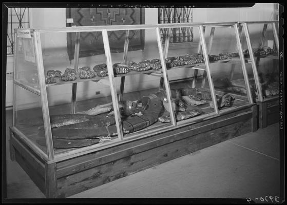 Blue Licks Memorial Park; display case with bones and artifacts