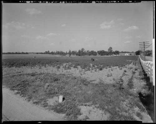 Shannon Farm, worker and mule plowing field