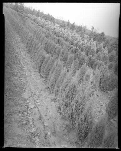 Avenue of Trees (1939 Kentuckian) (University of Kentucky); evergreen tree farm