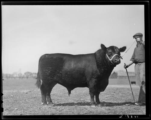 Clarkland Farm; Eileenmere (bull) 168, man holding bull by a leash