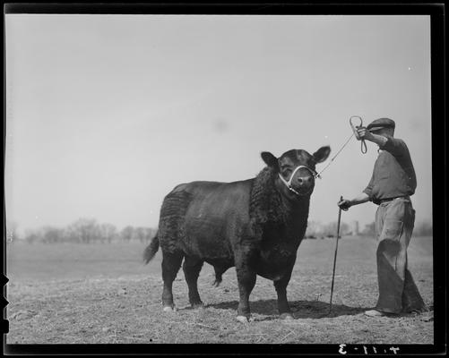 Clarkland Farm; Eileenmere (bull) 168, man holding bull by a leash