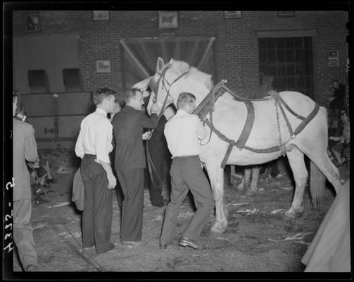 Queen of Stock Festival, (1940 Kentuckian) (University of Kentucky); a group of men standing beside a large horse