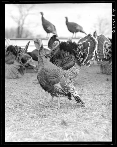 Ubiko Milling, turkeys; pictures taken in Cynthiana; close-up view of turkeys