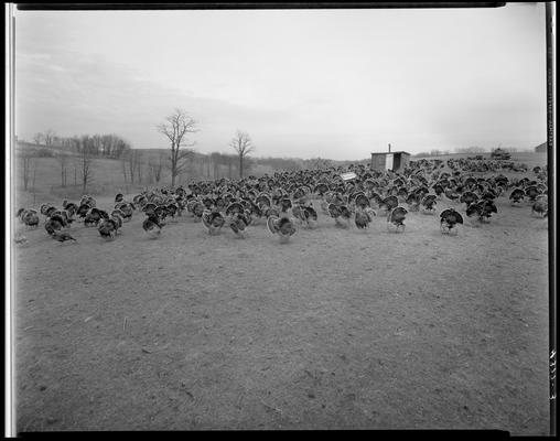 Ubiko Milling, turkeys; pictures taken in Cynthiana; large flock of turkeys in a field