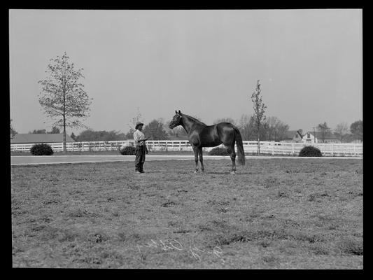 Calumet Farm; horse and handler