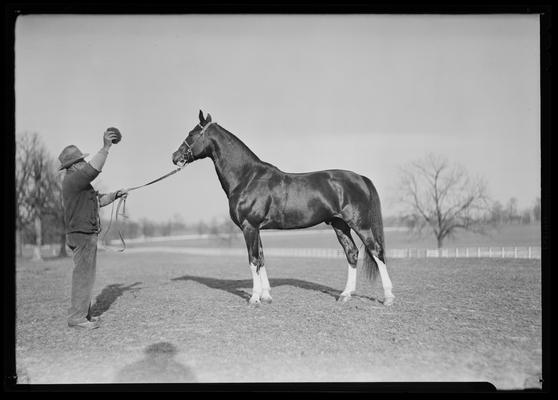 Men and horses; Teleworthy