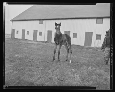 McKinley Washington D.C colt