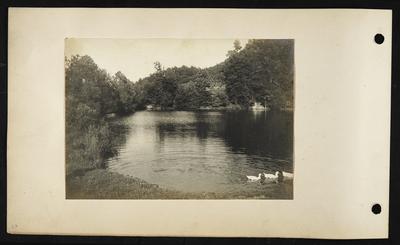 Large pond surrounded by trees, three white ducks swimming in foreground