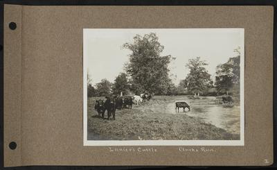 Cattle standing on banks of river, one cow in river, notation                          Lanier's Cattle - Clarks Run