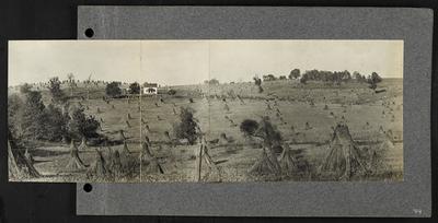 Stooks of hemp surrounding small white house in field