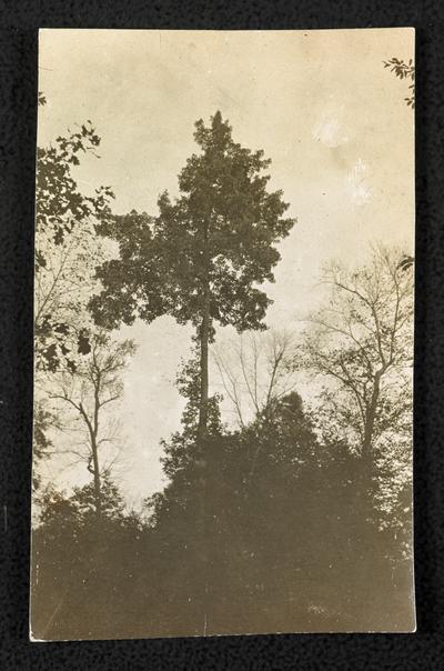 Landscape in Kentucky. Back of the photograph reads: Tree on top of Rodburn Hill