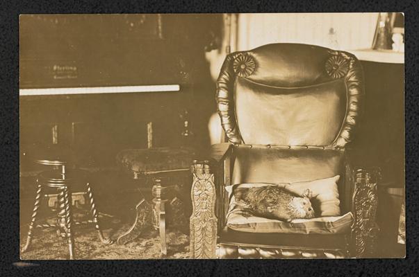 A postcard photograph of an animal resting on a chair in a formal living room