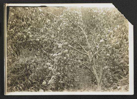 Trees with fruit, back of the photograph reads: Maiden Ridge