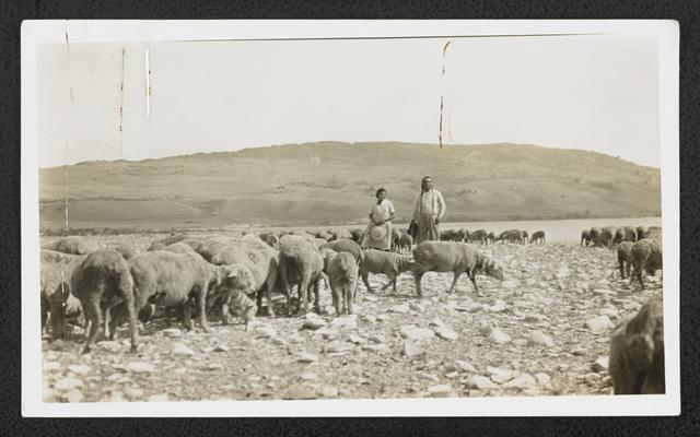 A man and woman with a herd of sheep. Back of the photograph identifies them as: Tom Horn and Daughter. photograph made at the Permanent High Gloss Print, Brainder's photograph Service, Harre, Montana. Paper attached to the photograph contains statisitical information about his herd