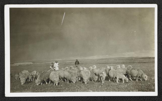 Family and their herd of sheep. Back of the photograph identifies them as: Albert Mad Plume and family. Paper attached to the photograph contains statistical information about his herd