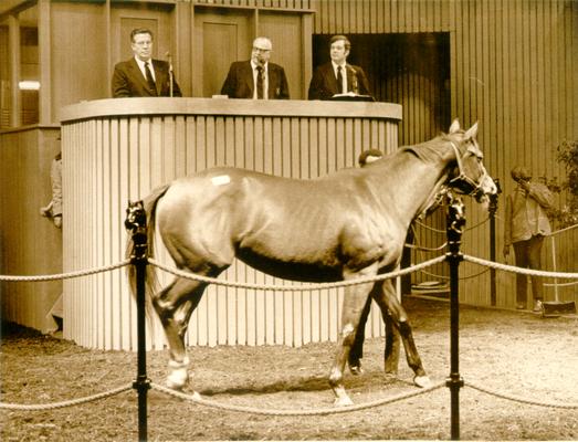 Horses; Auctions and Sales; Keeneland; A horse is sold for $230,000