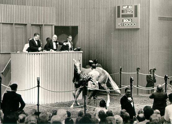 Horses; Auctions and Sales; Tattersalls; Horse #127 sells for $510,000