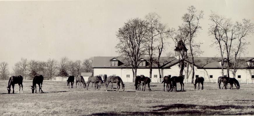 Horse Farms and Owners; Unidentified; Several horses in a yard