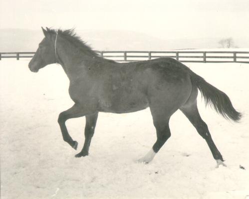 Horses; Groups, Unidentified; Horse running in snow