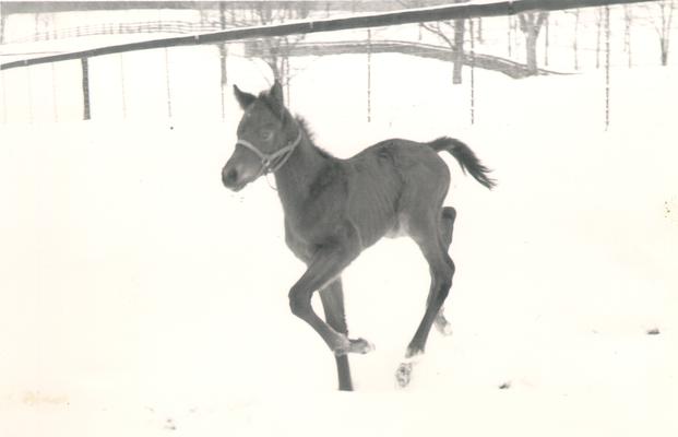 Horses; Groups, Unidentified; Small horse running in the snow