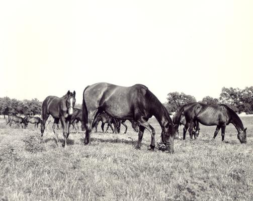 Horses; Groups, Unidentified; Large group of horses in a field