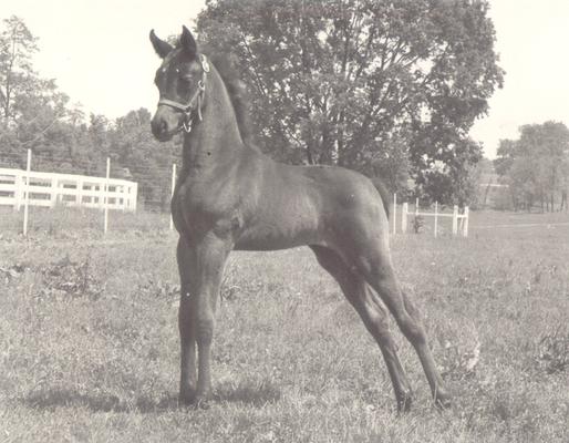 Horses; Groups, Unidentified; Proud horse standing tall