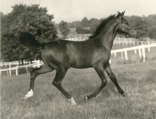 Horses; Groups, Unidentified; Dark horse with white ankles