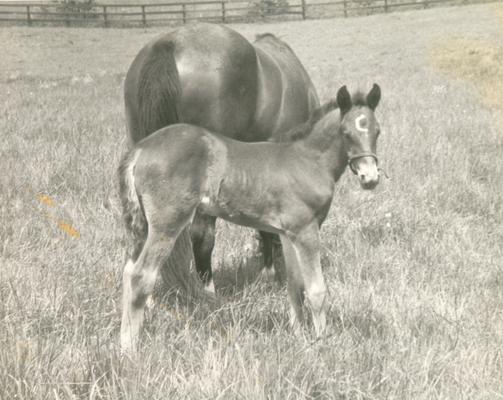 Horses; Groups, Unidentified; Baby horse with a white 