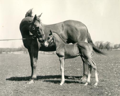 Horses; Groups, Unidentified; Mother and young colt