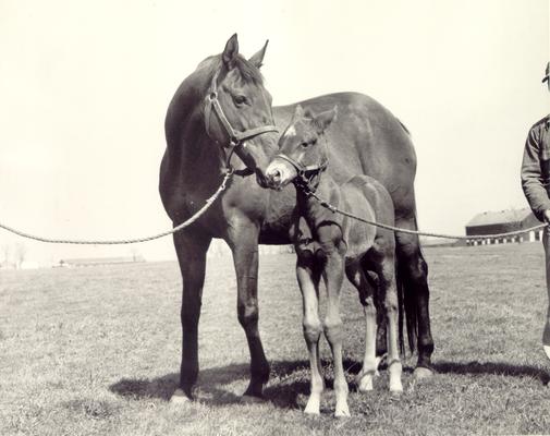 Horses; Groups, Unidentified; Mother nudging young colt