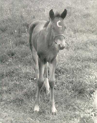 Horses; Groups, Unidentified; Horse with a white 