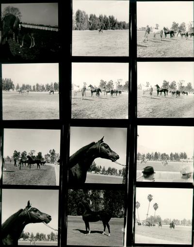 Horses; Groups, Unidentified; Twelve shots of horses