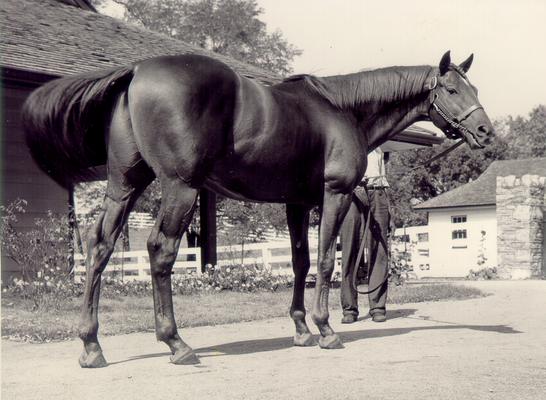 Horses; Single, Unidentified; Back legs of a horse