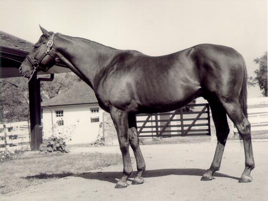 Horses; Single; Unidentified; Dark horse standing by a fence