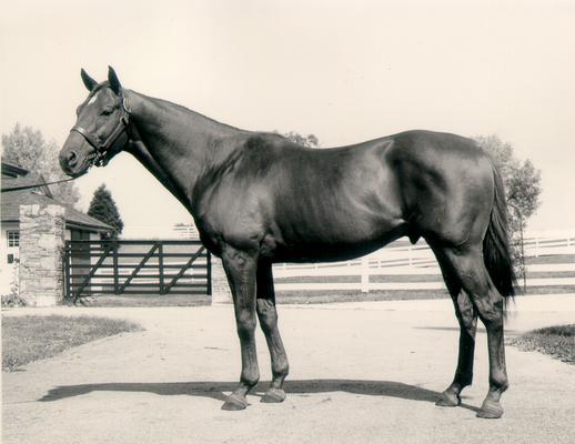 Horses; Single, Unidentified; Dark horse standing by a gate