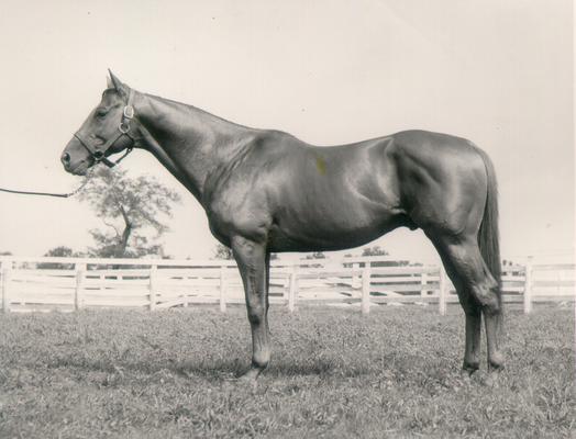 Horses; Single, Unidentified; Horse standing in grass