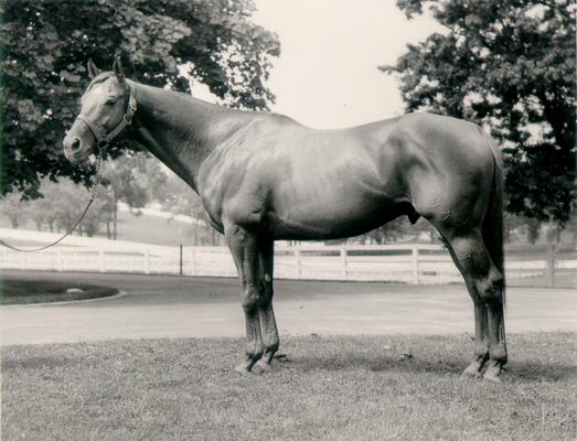 Horses; Single, Unidentified; Horse standing by trees