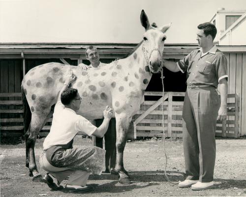 Horses; Single, Unidentified; Men spray painting polka-dots on a mule