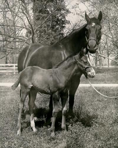 Horses; Single, Unidentified; Mother with young colt