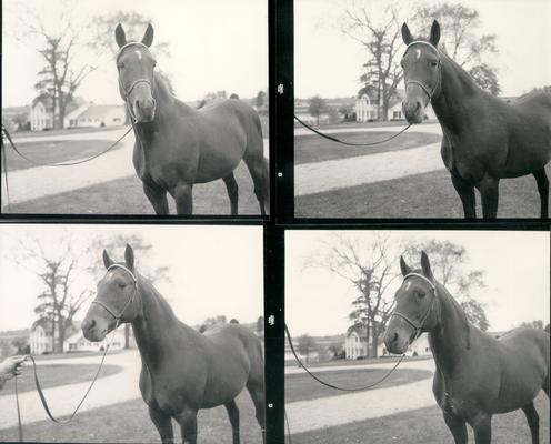 Horses; Single, Unidentified; Four shots of a horse