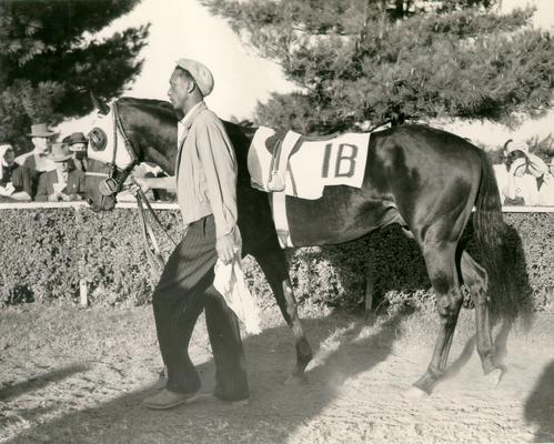 Horses; Single, Unidentified; Man leading 