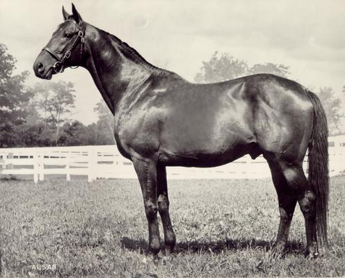 Horses; Single, Unidentified; Profile of a horse