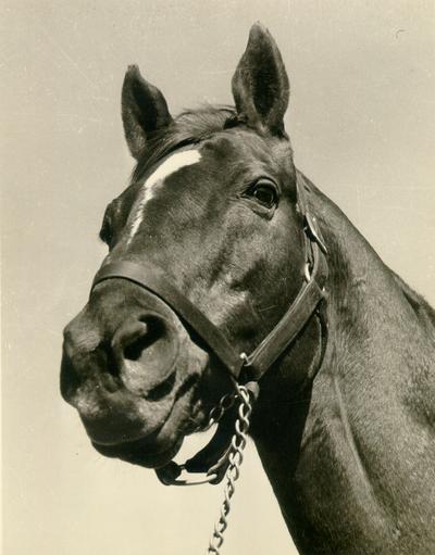 Horses; Single, Unidentified; Close-up of a horse's face