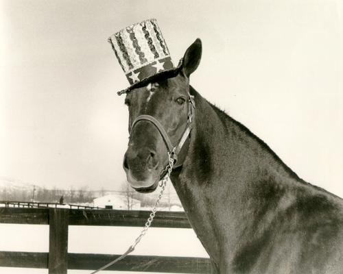 Horses; Single, Unidentified; Horse wearing an Uncle Sam hat