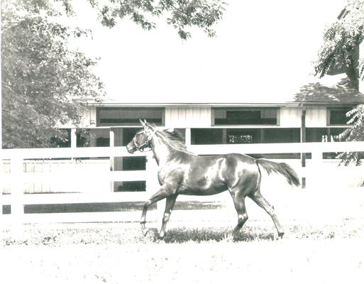 Horses; Single, Unidentified; Horse running past a fence