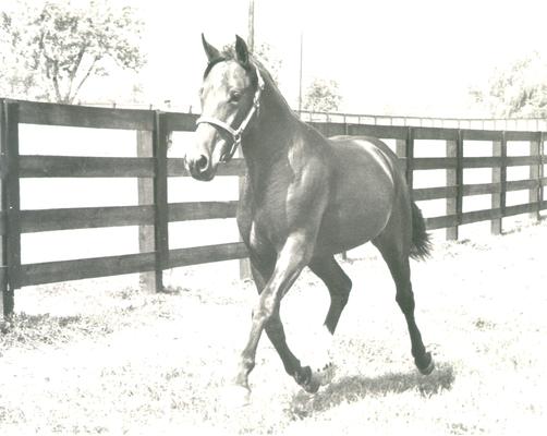 Horses; Single, Unidentified; Running horse