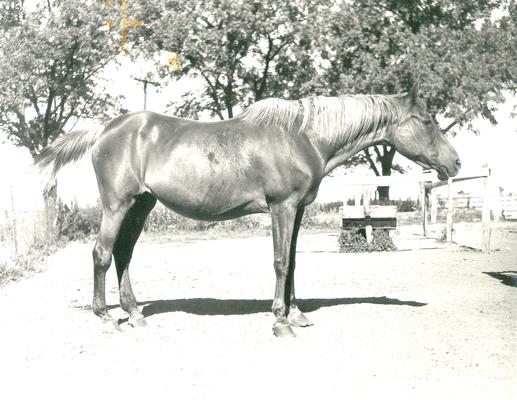 Horses; Single, Unidentified; Old looking horse